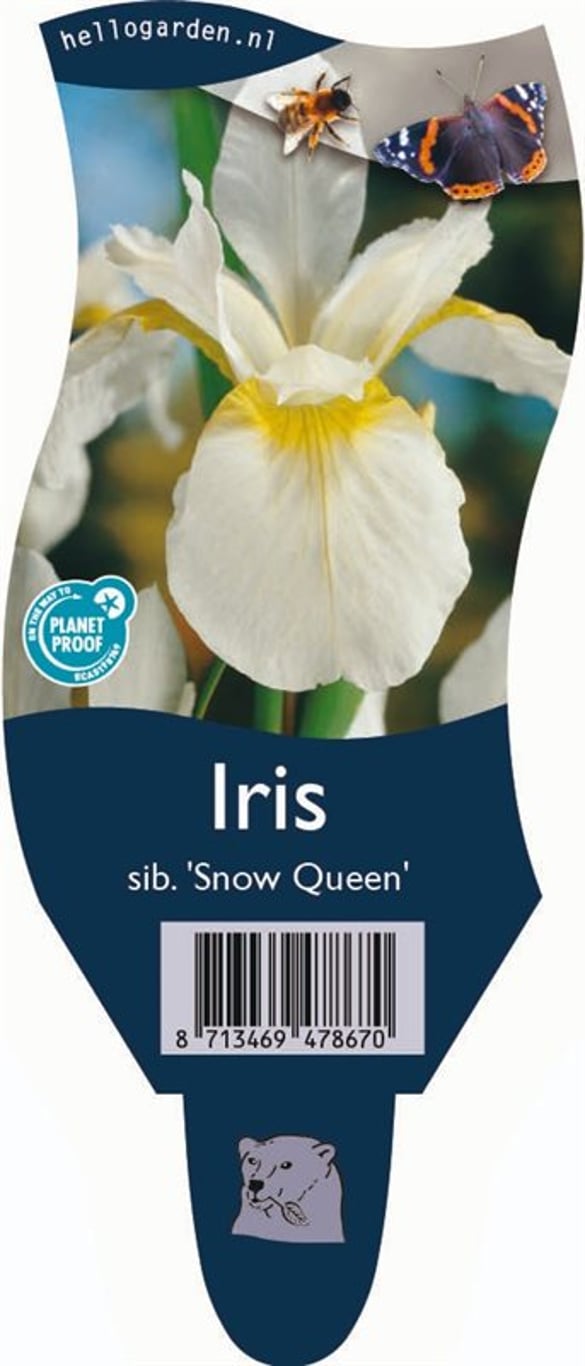 Iris sanguinea 'Snow Queen' - P11